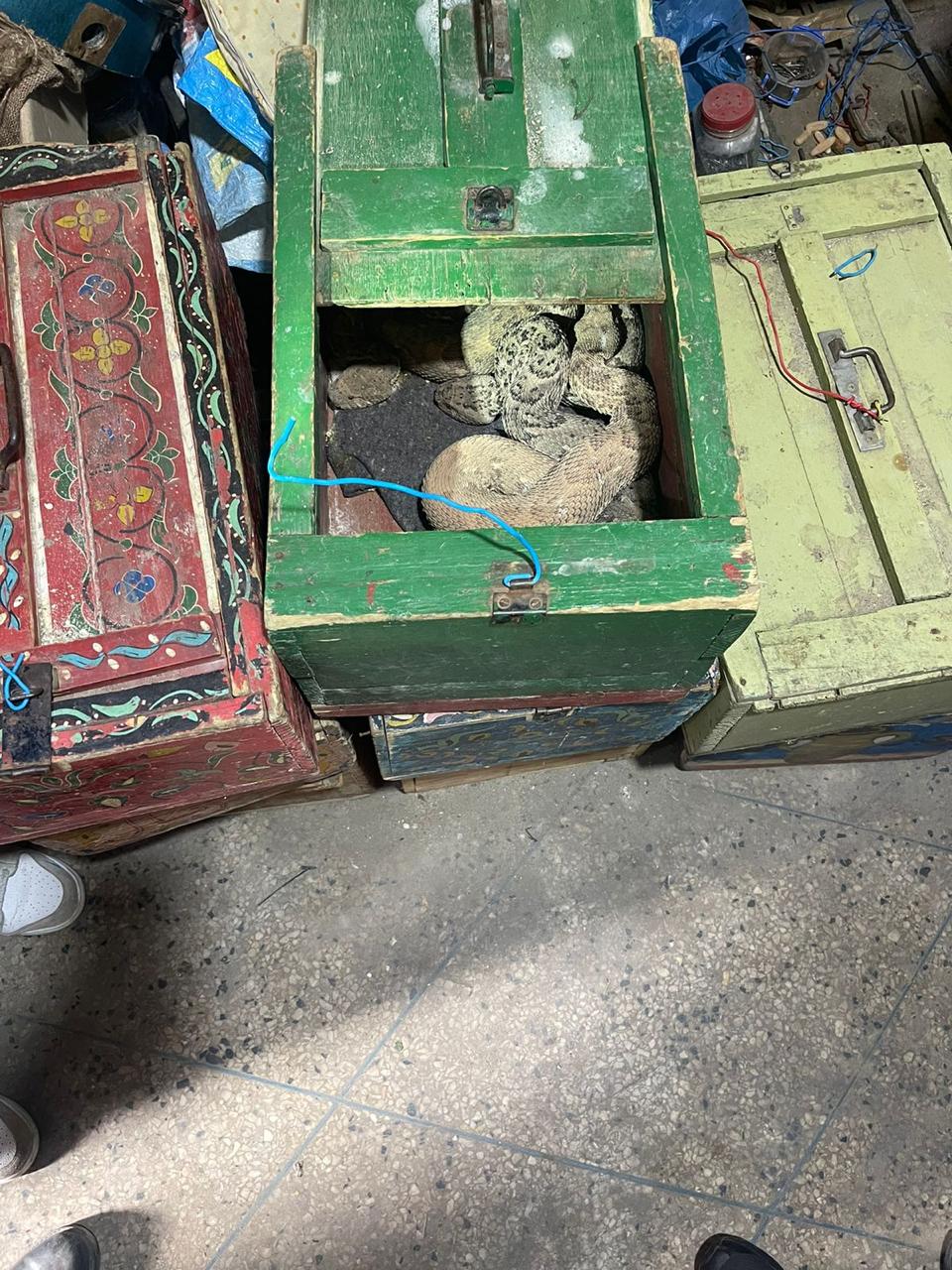 في عمليتين منفصلتين الأمن الوطني يتصدى لصائدي و تجار الحيوانات المحمية بكل من الناظور و مراكش