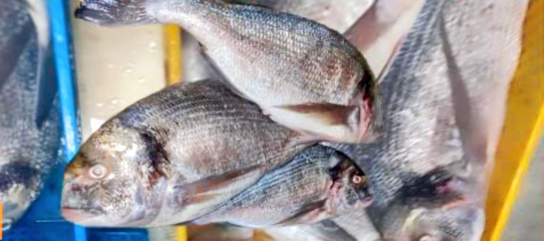 ضبط أكثر من 11 طن من سمك الدورادة الملكية في عملية نوعية بالداخلة