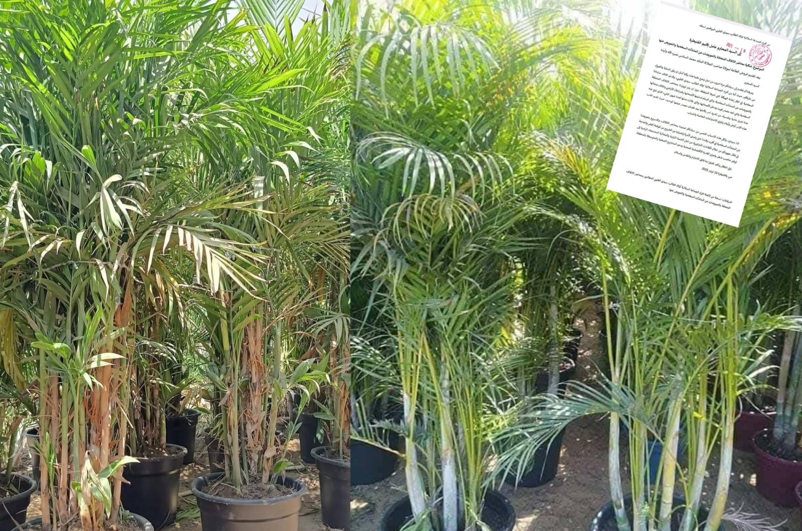 سيدي الطيبي.. سكان يتجرعون مرارة الفاقة بسبب تأخر إعادة الهيكلة وحرمانهم من محاضر الإتلاف