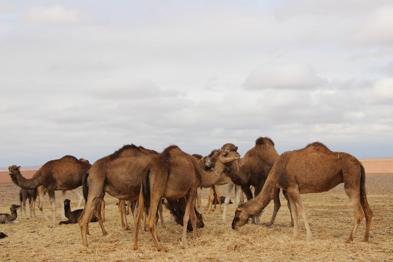“أزطا” تحذر من تصاعد الرعي الجائر بسوس وتطالب بتدخل عاجل لحماية السكان وممتلكاتهم