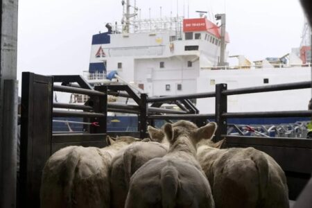 تفكيك شبكة تهريب متطورة للمهاجرين بين الجزائر وفرنسا عبر سفن تجارية