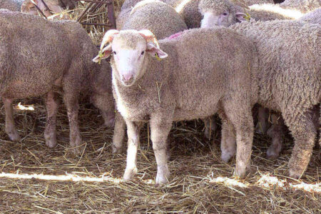 المغرب يستورد أولى شحنات الأغنام استعداداً لعيد الأضحى