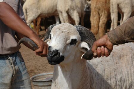 قرار حكومي صارم: السجن والحجز لمحاصرة “الشناقة” وضبط أسعار أضاحي العيد بالمغرب